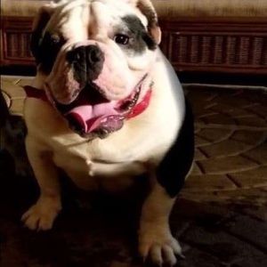 Meet your Posher, Dante